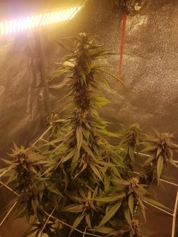 Auto Dark Purple - картинка 3