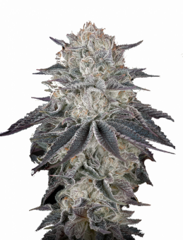 Fullgas - картинка 5