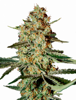 Himalaya Gold - картинка 1