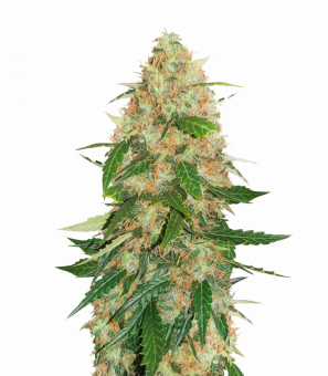 Auto Daiquiri Lime - картинка 6