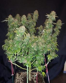 Euforia - картинка 2