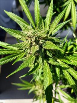 Green Poison Auto - картинка 3