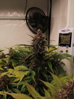 Black Cream Auto - картинка 1