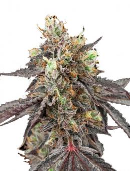 Gelato 41 x Gelato 41 Auto - картинка 6