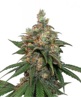 HiFi 4G - картинка 1