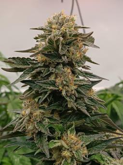 El Xupet Negre - картинка 2