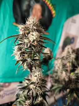 Purple - картинка 6