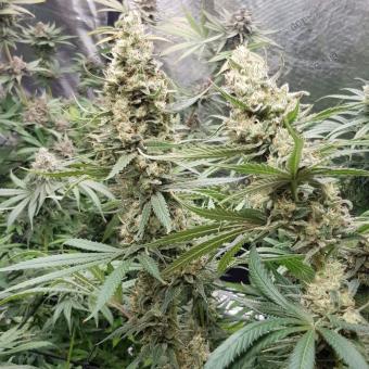 Banana Krumble - картинка 3