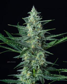 Vesta Autoflowering - картинка 4