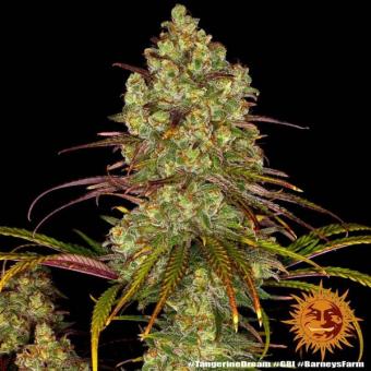 Tangerine Dream - картинка 4