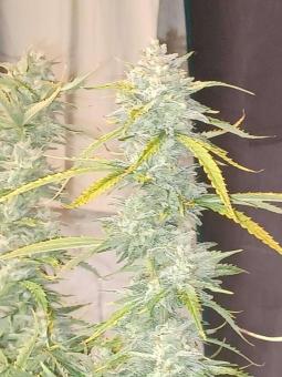 Creeper - картинка 2