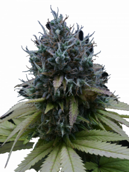 Auto White Widow genetics - картинка 1
