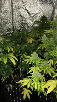 Lennon - картинка 5