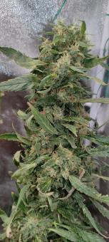 Sweet Mix Feminised - картинка 1