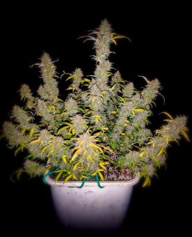 Northern Light Blue Auto - картинка 3