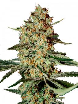 Auto Candy XXL Genetics - картинка 1