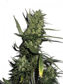 Six Shooter Auto - картинка 1