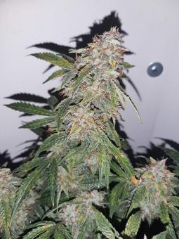 Sweet Mango Auto - картинка 2