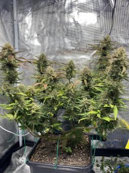 Purple Lemonade Auto - картинка 4