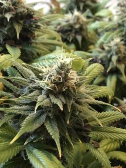 Holy Punch - картинка 2