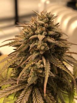 Gelato 41 x Gelato 41 Auto - картинка 5