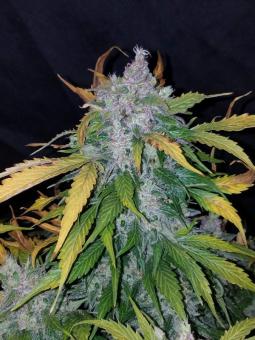 Stardawg Auto - картинка 4