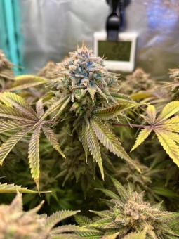 Lemon Mandarin - картинка 3