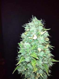 Auto Do-Si-Dos - картинка 1