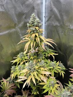 Gorilla Melon - картинка 4