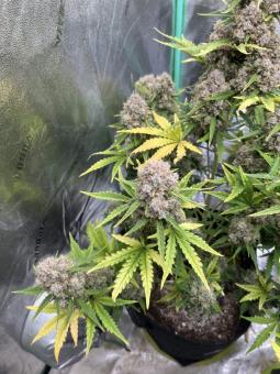 Stardawg Auto - картинка 6