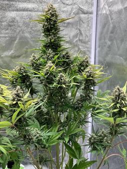 Cherry Cola Auto - картинка 5