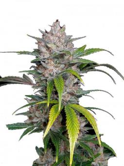 Pineapple Express Auto - картинка 1