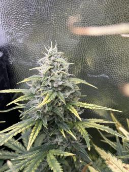 Amnesia Zkittlez Auto - картинка 6