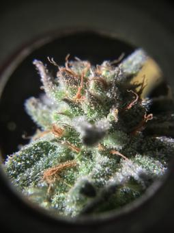 Raspberry Cough Auto - картинка 2