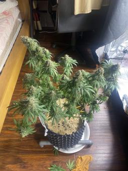 Holy Snow - картинка 6