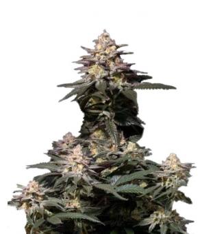 Purple Lemonade FF - картинка 2