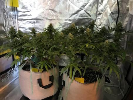 Lost Pearl - картинка 3