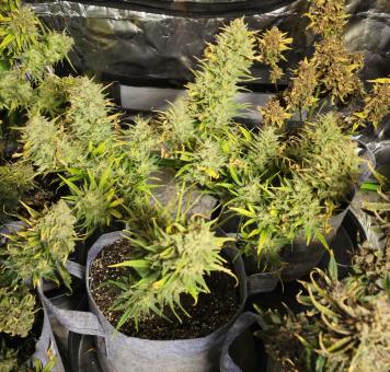 Strawberry Pie Auto - картинка 3