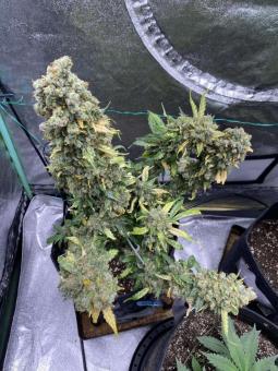 Auto Elephant - картинка 6