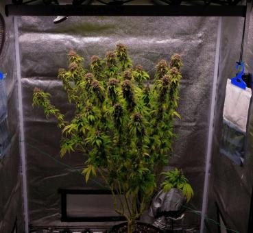 Pineapple Poison - картинка 7