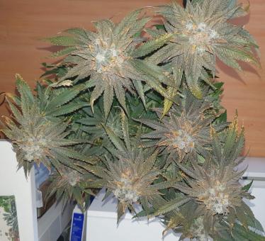 Bay Burger - картинка 3