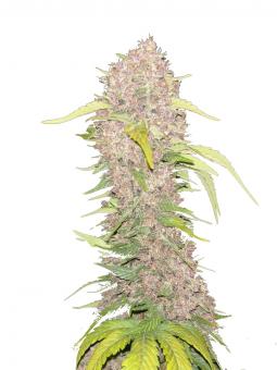 69.G - картинка 1