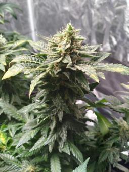 Jack’s Dream - картинка 2