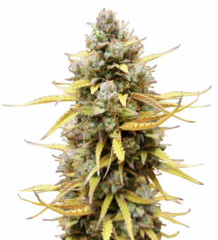 Pound Cake Auto - картинка 1