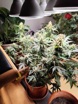 Critical Neville Haze Auto  - картинка 5