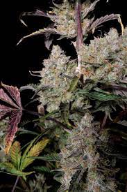 Gorilla Zkittlez Auto - картинка 2