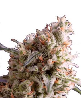 Kukulkán - картинка 1