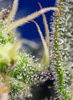 Green Poison XL Auto® - картинка 7