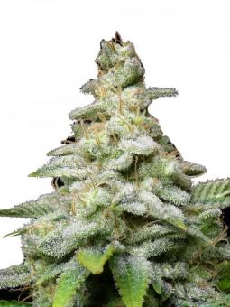 Fruit Cake - картинка 2