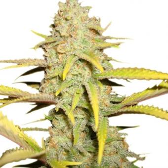 Auto OG Kush genetics - картинка 5